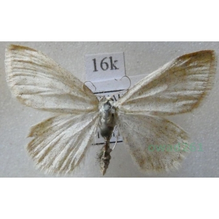 Scopula ternata (Schrank, 1802) Wątlak trójpasek Slovakia16k